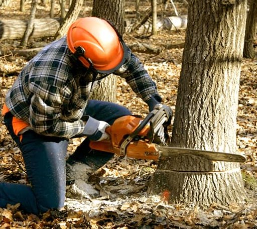 Tree Removal in Mount Hope, KS